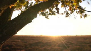Tree, Sky, Landscape, Oak, Forest, Woody Plant