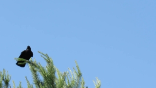 Tree, Sky, Plant, Landscape, Grass, Summer
