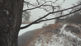 Tree, Snag, Woody Plant, Forest, Landscape, Winter