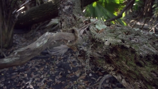 Tree, Spider, Animal, Bird, Tarantula, Wildlife