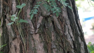 Tree, Strangler, Plant, Air Plant, Woody Plant, Fig Tree
