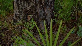 Tree, Vascular Plant, Forest, Plant, Environment, Wood