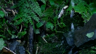 Tree, Vascular Plant, Plant, Forest, Woody Plant, Landscape