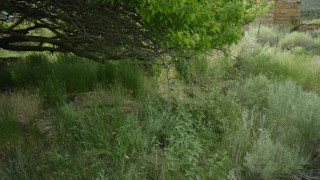 Tree, Vascular Plant, Plant, Grass, Woody Plant, Herb