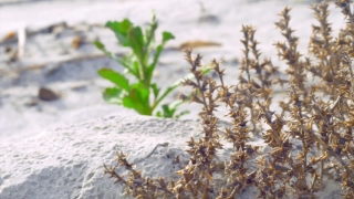 Tree, Vascular Plant, Plant, Snow, Herb, Winter