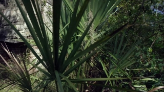 Tree, Vascular Plant, Plant, Woody Plant, Agave, Desert Plant