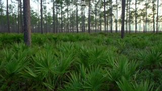 Tree, Vascular Plant, Plant, Woody Plant, Forest, Grass