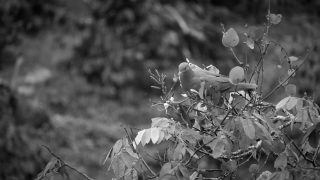Tree, Vascular Plant, Shrub, Plant, Woody Plant, Flower