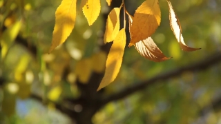 Tree, Vascular Plant, Woody Plant, Plant, Leaves, Leaf