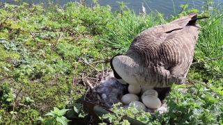 Tree, Wild, Three-toed Sloth, Wildlife, Mushroom, Sloth