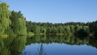Tree, Willow, Lake, Landscape, Forest, Woody Plant