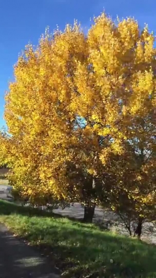 Tree, Woody Plant, Autumn, Poplar, Fall, Vascular Plant