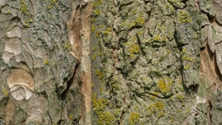 Tree, Woody Plant, Bark, Texture, Rough, Wood