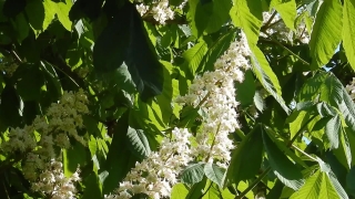 Tree, Woody Plant, Bean Tree, Vascular Plant, Plant, Leaf