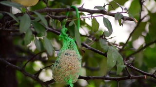 Tree, Woody Plant, Bird, Vascular Plant, Plant, Wildlife