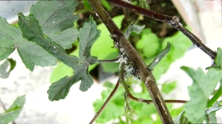 Tree, Woody Plant, Branch, Vascular Plant, Plant, Bird
