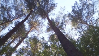 Tree, Woody Plant, Eucalyptus, Vascular Plant, Forest, Gum Tree