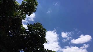 Tree, Woody Plant, Fir, Sky, Landscape, Trees