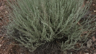 Tree, Woody Plant, Fir, Vascular Plant, Silver Tree, Plant