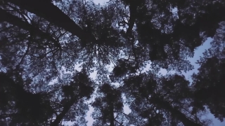 Tree, Woody Plant, Forest, Branch, Trees, Landscape