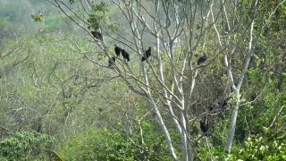Tree, Woody Plant, Forest, Branch, Trees, Monkey