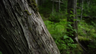 Tree, Woody Plant, Forest, Hole, Wood, Vascular Plant