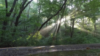Tree, Woody Plant, Forest, Landscape, River, Trees