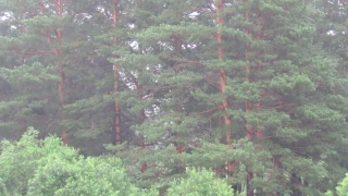 Tree, Woody Plant, Forest, Landscape, Vascular Plant, Pine