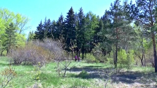 Tree, Woody Plant, Forest, Landscape, Vascular Plant, Trees