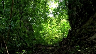 Tree, Woody Plant, Forest, Plant, Vascular Plant, Landscape