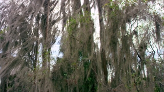 Tree, Woody Plant, Forest, Plant, Vascular Plant, Trees