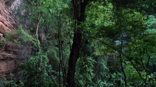 Tree, Woody Plant, Forest, Plant, Vascular Plant, Trees