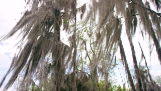 Tree, Woody Plant, Forest, Plant, Vascular Plant, Trees