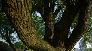 Tree, Woody Plant, Forest, Plant, Vascular Plant, Wood