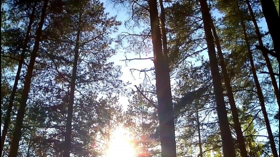 Tree, Woody Plant, Forest, Snag, Vascular Plant, Trees