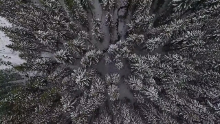 Tree, Woody Plant, Forest, Snow, Fir, Winter