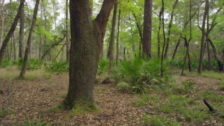 Tree, Woody Plant, Forest, Southern Beech, Vascular Plant, Trees