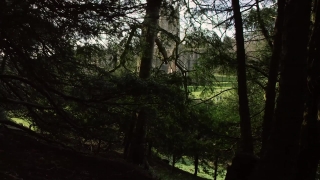 Tree, Woody Plant, Forest, Trees, Vascular Plant, Landscape