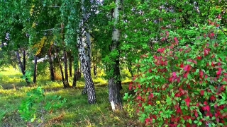 Tree, Woody Plant, Forest, Vascular Plant, Birch, Trees