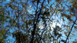 Tree, Woody Plant, Forest, Vascular Plant, Branch, Sky