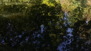 Tree, Woody Plant, Forest, Vascular Plant, Landscape, Plant
