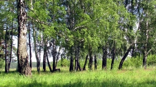 Tree, Woody Plant, Forest, Vascular Plant, Landscape, Plant