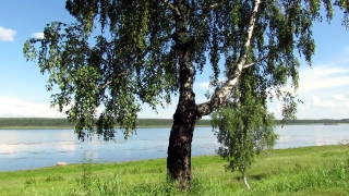 Tree, Woody Plant, Forest, Vascular Plant, Landscape, Trees