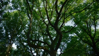 Tree, Woody Plant, Forest, Vascular Plant, Oak, Plant