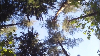 Tree, Woody Plant, Forest, Vascular Plant, Plant, Branch