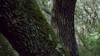 Tree, Woody Plant, Forest, Vascular Plant, Plant, Cork Tree