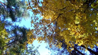Tree, Woody Plant, Forest, Vascular Plant, Plant, Leaf