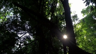 Tree, Woody Plant, Forest, Vascular Plant, Plant, Trees