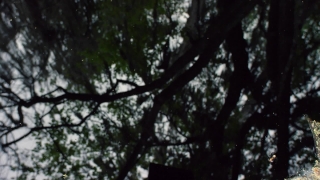 Tree, Woody Plant, Forest, Vascular Plant, Plant, Trees