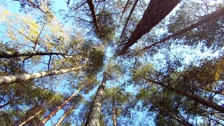 Tree, Woody Plant, Forest, Vascular Plant, Silver Tree, Trees